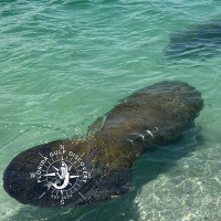 Manatee, at Stump Pass,, Florida Gulf Discovery LLC