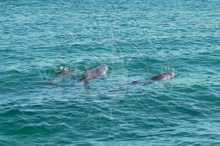 3 Dolphins at Stump Pass with Florida Gulf Discovery LLC 3 Dolphins at Stump Pass with Florida Gulf Discovery LLC