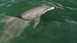 Dolphin Smile at Stump Pass with Florida Gulf Discovery LLC