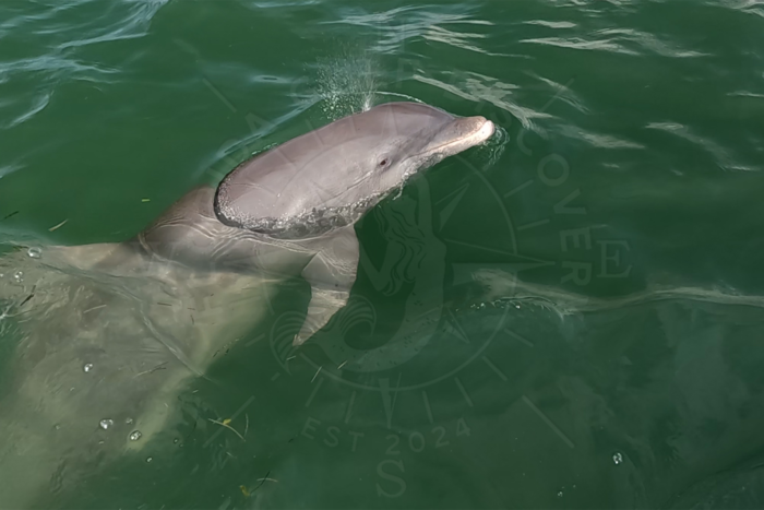Dolphin Smile at Stump Pass, with Florida Gulf Discovery LLC Dolphin Smile at Stump Pass, with Florida Gulf Discovery LLC