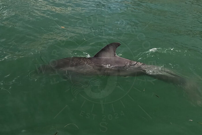Dolphin at Redfish Pass with Florida Gulf Discovery LLC Dolphin at Redfish Pass with Florida Gulf Discovery LLC