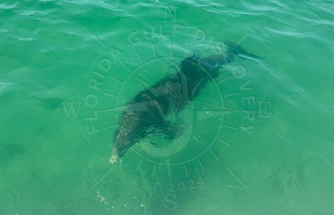 Dolphin at Stump Pass in clear water with Florida Gulf Discovery LLC