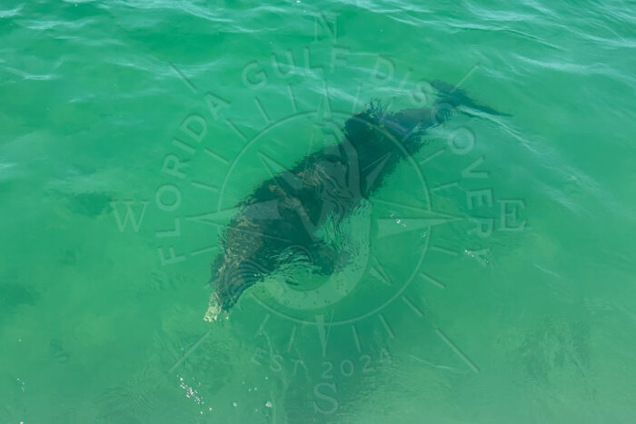 Dolphin at Stump Pass in clear water with Florida Gulf Discovery LLC Dolphin at Stump Pass in clear water with Florida Gulf Discovery LLC