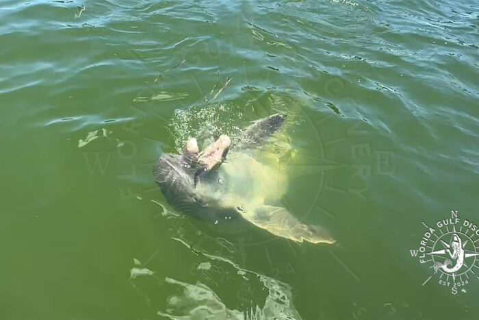 Florida Gulf Discovery with Dolphin 03 with Florida Gulf Discovery LLC Florida Gulf Discovery with Dolphin 03 with Florida Gulf Discovery LLC
