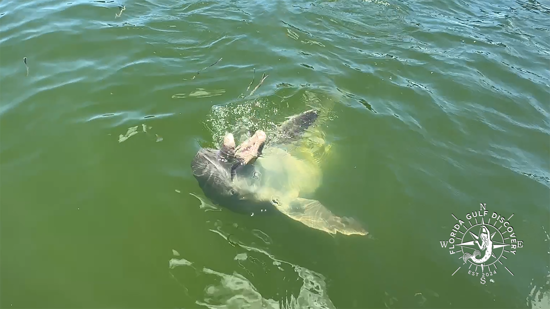 Dolphin saying "Hello" by Florida Gulf Discovery LLC