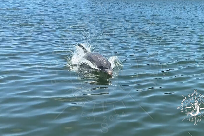 Florida Gulf Discovery with Dolphin 08 with Florida Gulf Discovery LLC Florida Gulf Discovery with Dolphin 08 with Florida Gulf Discovery LLC