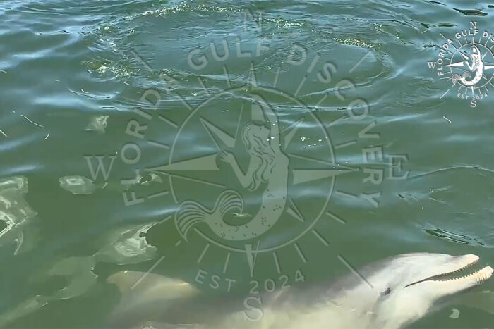 Florida Gulf Discovery with Dolphin 09 with Florida Gulf Discovery LLC Florida Gulf Discovery with Dolphin 09 with Florida Gulf Discovery LLC