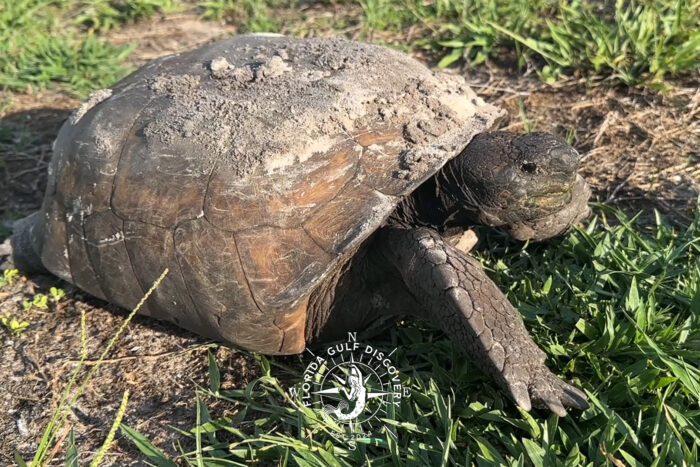 Gopher Tortoise around 50 years old at Cabbage Key with Florida Gulf Discovery LLC Gopher Tortoise around 50 years old at Cabbage Key with Florida Gulf Discovery LLC