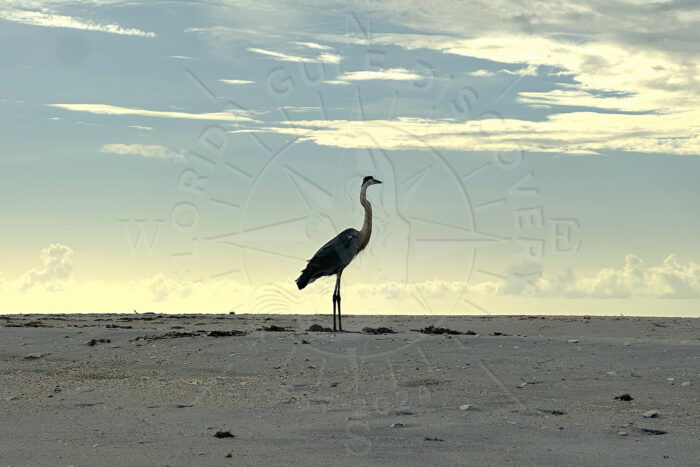 Great Blue Heron at Stump Pass, Florida Gulf Discovery LLC Great Blue Heron at Stump Pass, Florida Gulf Discovery LLC