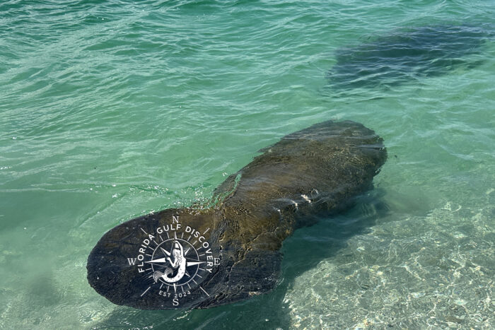 Manatee, at Stump Pass,, Florida Gulf Discovery LLC Manatee, at Stump Pass,, Florida Gulf Discovery LLC