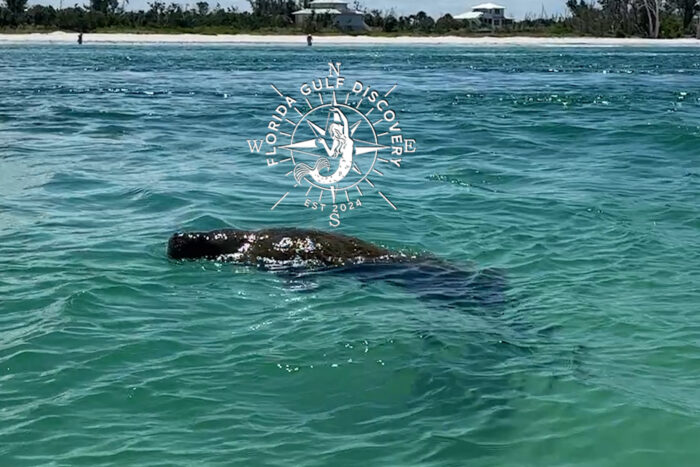 Manatee at blue water Stump Pass with Florida Gulf Discovery LLC Manatee at blue water Stump Pass with Florida Gulf Discovery LLC