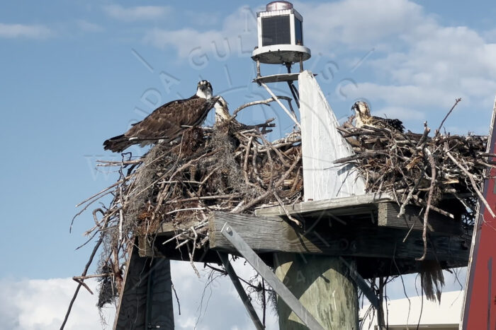 Osprey Family at Marker 12 Intercoastal Waterways with Florida Gulf Discovery LCC Osprey Family at Marker 12 Intercoastal Waterways with Florida Gulf Discovery LCC