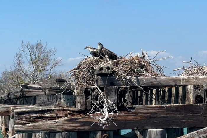 Osprey Watching for boaters on the Boca Grande Trestle Osprey Watching for boaters on the Boca Grande Trestle