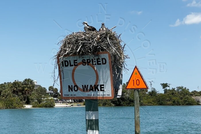 Osprey at Marker 10 NO WAKE Intercoastal Waterways Florida Gulf Discovery LLC Osprey at Marker 10 NO WAKE Intercoastal Waterways Florida Gulf Discovery LLC