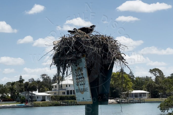 Osprey at Marker 10 SLOW SPEED Venice Intercoastal Waterways Florida Gulf Discovery LLC Osprey at Marker 10 SLOW SPEED Venice Intercoastal Waterways Florida Gulf Discovery LLC