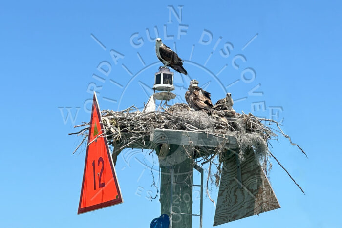 Osprey at Marker 12 with Florida Gulf Discovery LCC Osprey at Marker 12 with Florida Gulf Discovery LCC
