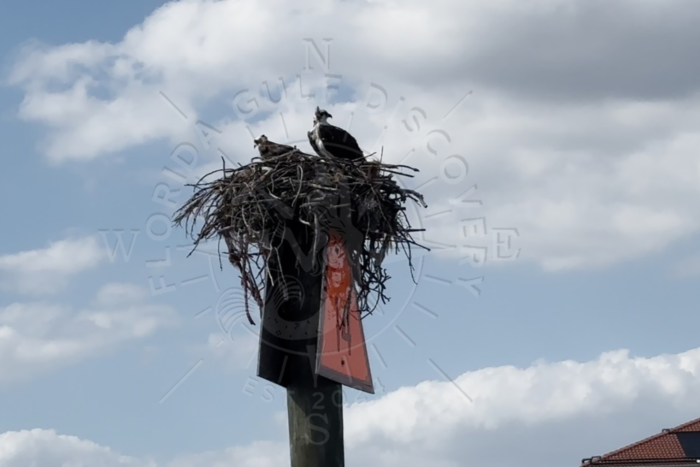Osprey-at-Marker-14-Intrcoastle-Waterways-Florida-Gulf-Discovery-LLC-.webp Osprey at Marker 14 Intercoastal Waterways Florida Gulf Discovery LLC