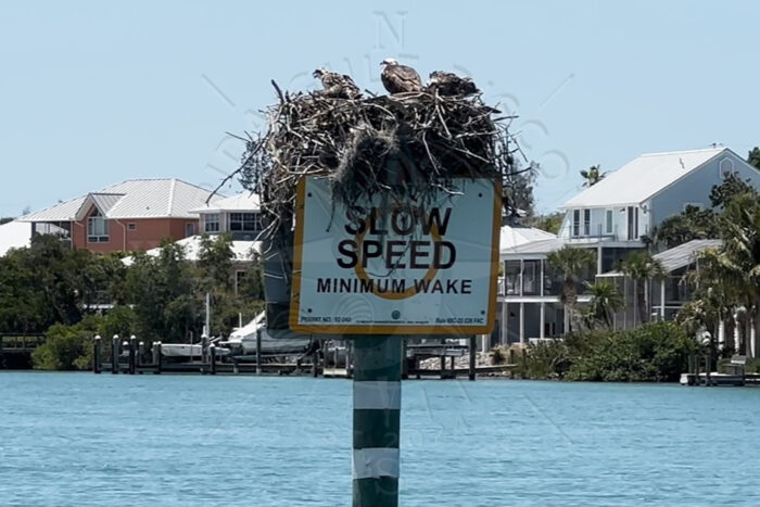 Osprey at sign No Wake Intrcoastle Waterways Florida Gulf Discovery LLC Osprey at sign No Wake Intercoastal Waterways Florida Gulf Discovery LLC