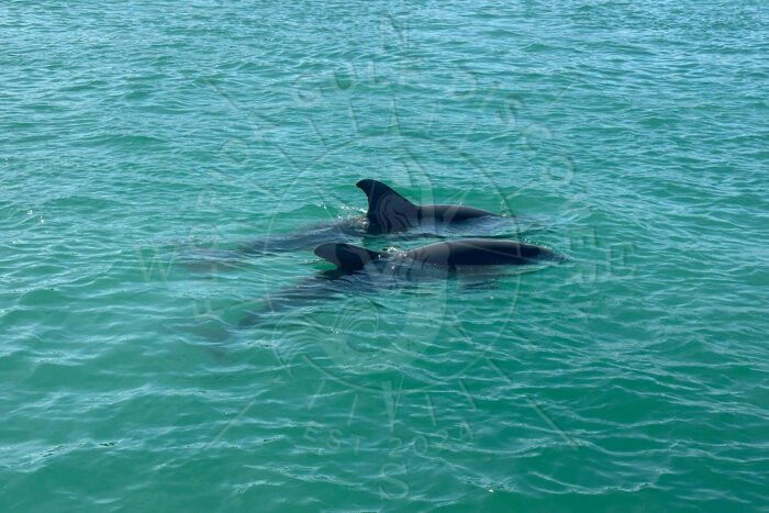 Two Dolphins at Stump Pass with Florida Gulf Discovery LLC Two Dolphins at Stump Pass with Florida Gulf Discovery LLC