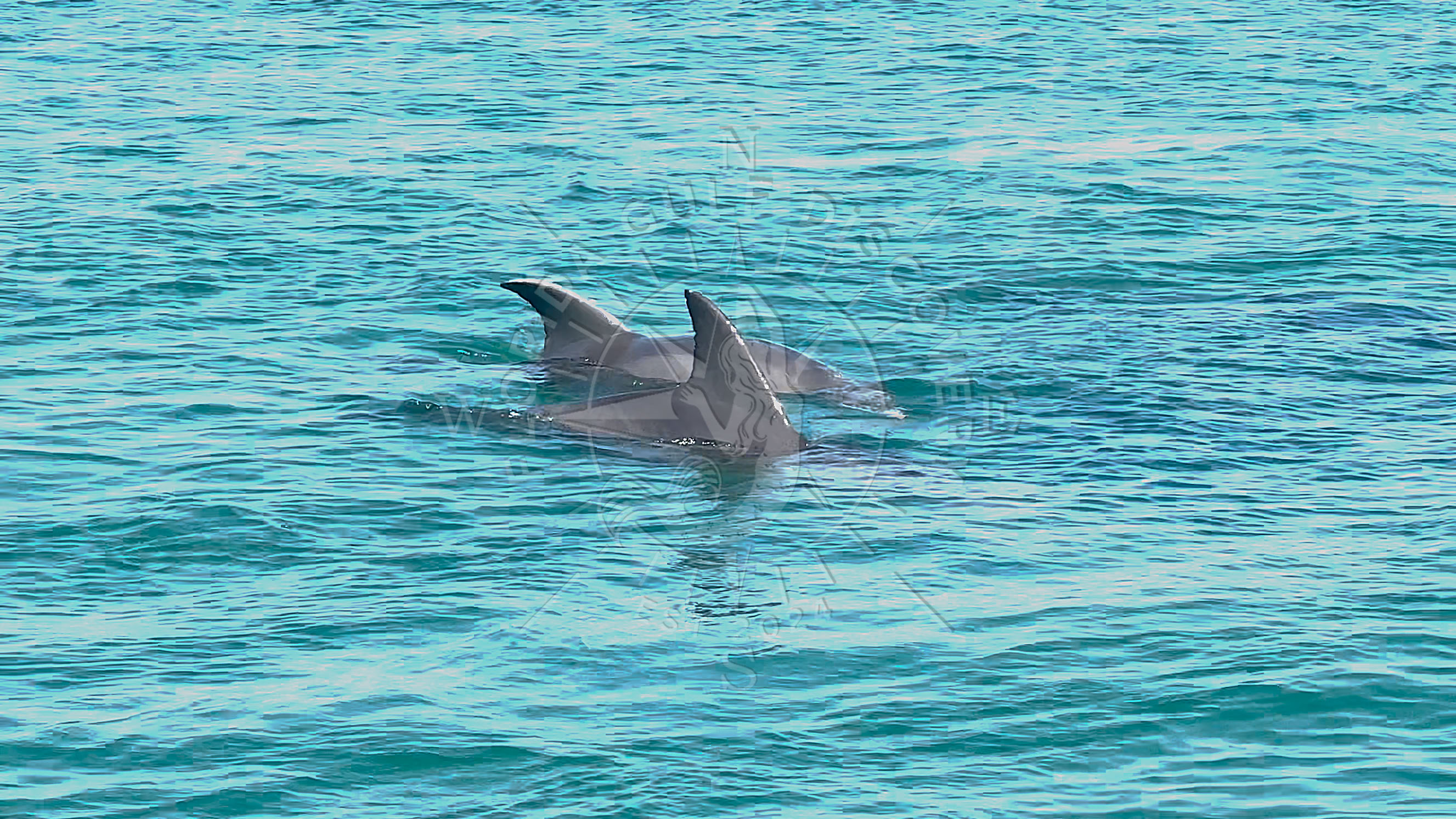 Two Dolphins at Stump Pass with Florida Gulf Discovery LLC Two Dolphins at Stump Pass with Florida Gulf Discovery LLC