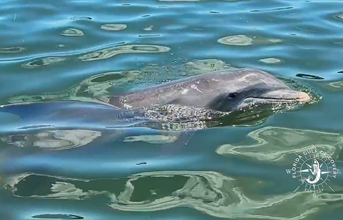 Dolphin and Smile, Florida Gulf Discovery LLC