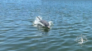 Dolphin chases My Snapper, Florida Gulf Discovery LLC