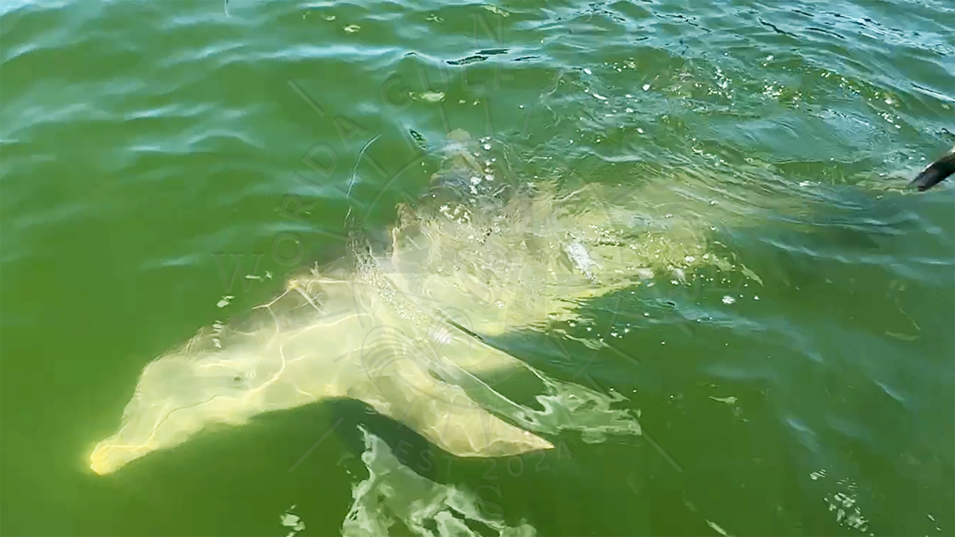 A dolphin swims past my boat and says Good Morning, Florida Gulf Discovery LLC