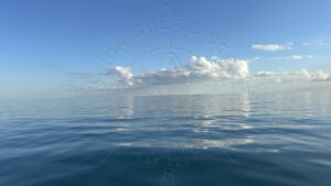 Before Sunset, Offshore Meditation with 11ft Nurse Shark & 27 in Grouper, Florida Gulf Discovery LLC