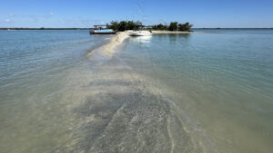 Dog Island, Day trip, Florida Gulf Discovery LLC