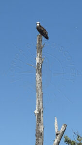 Dog Island, Osprey, Florida Gulf Discovery LLC