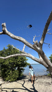 Dog Island, Pedro Hulioo Tree, Florida Gulf Discovery LLC