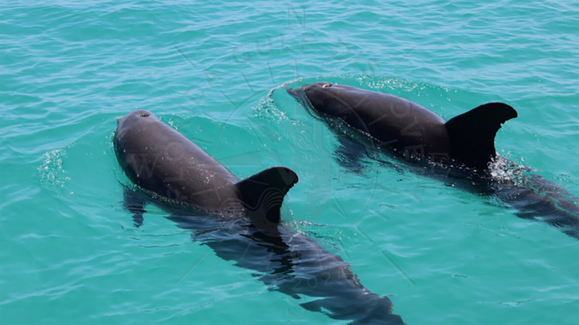 Dolphin Twins next to Boat, Stump Pass, Florida Gulf Discovery LLC
