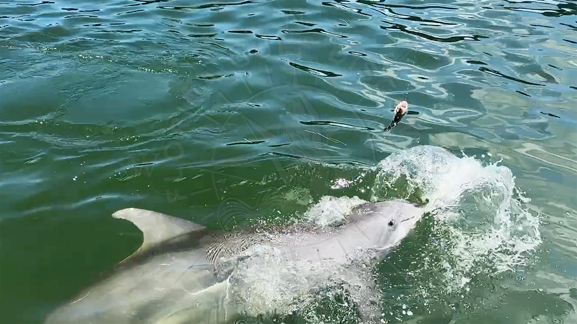 Dolphin just lets Snapper go and praises me for having a good time, Florida Gulf Discovery LLC