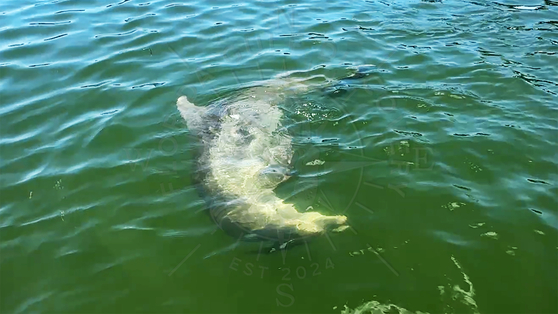 Dolphin looking for a good time, Florida Gulf Discovery LLC