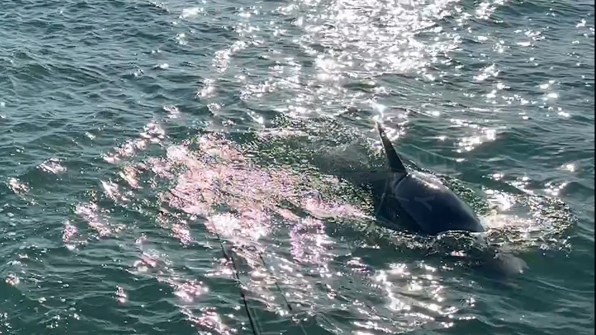 Dolphins are my part of Florida Gulf Discovery LLC