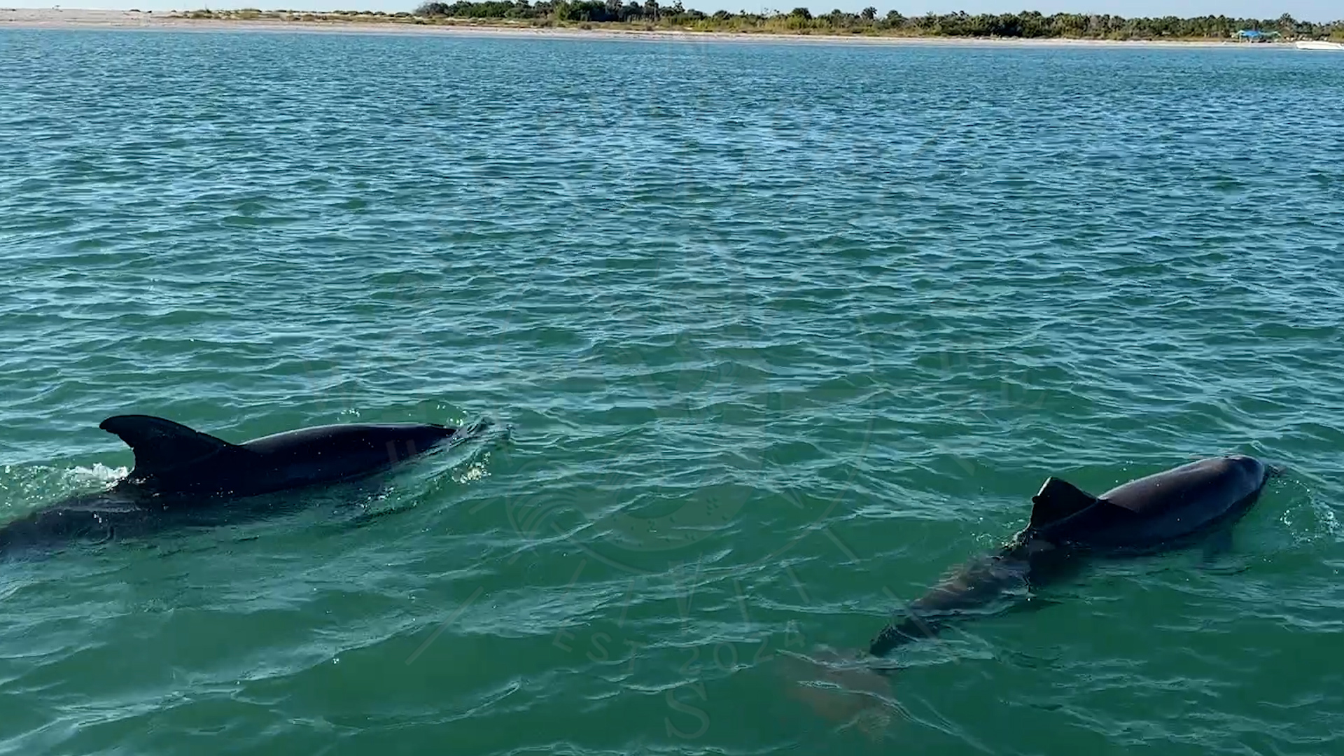 Dolphins are my part of Florida Gulf Discovery LLC