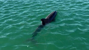 Dolphins are my part of Florida Gulf Discovery LLC