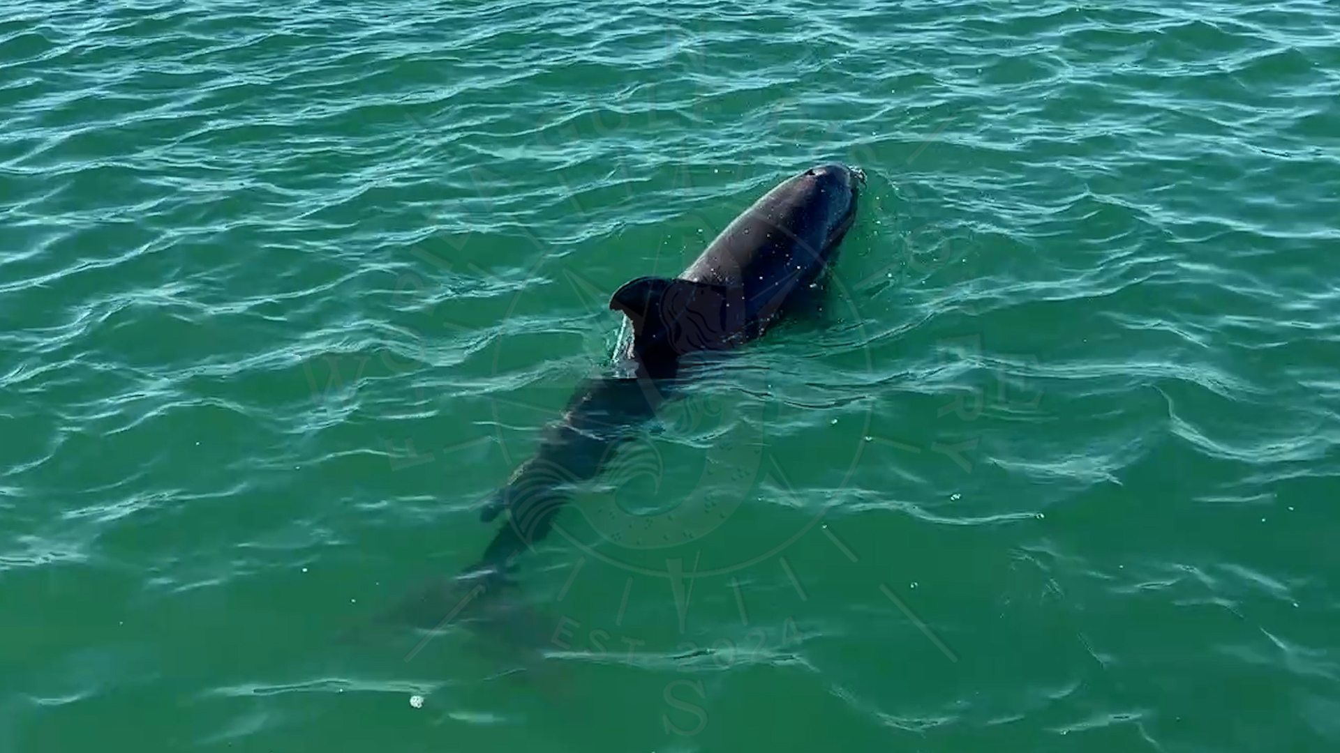 Dolphins are my part of Florida Gulf Discovery LLC