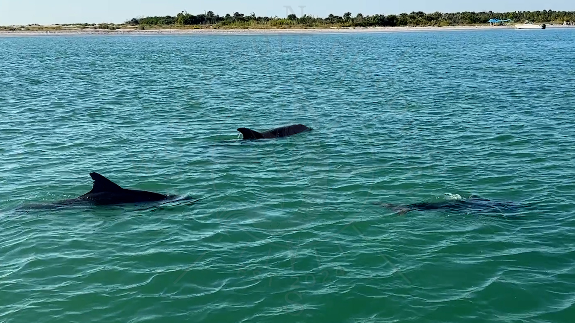 Dolphins are my part of Florida Gulf Discovery LLC