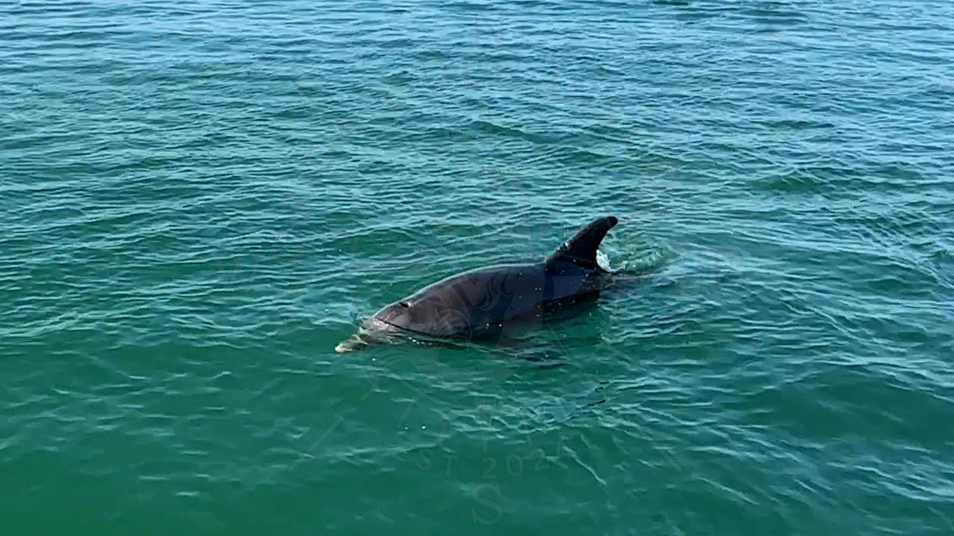 Dolphins are my part of Florida Gulf Discovery LLC