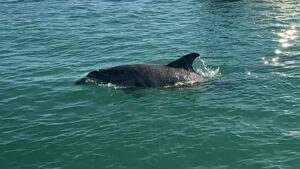 Dolphins are my part of Florida Gulf Discovery LLC