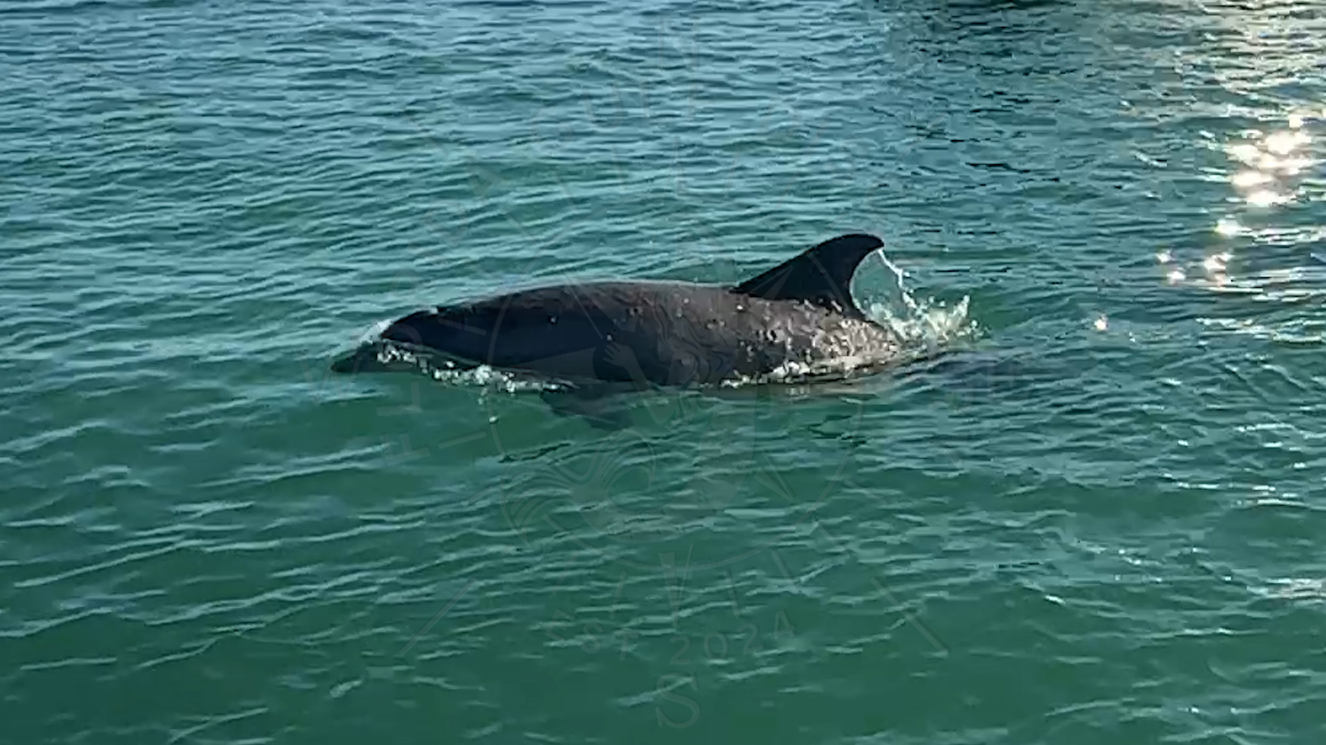 Dolphins are my part of Florida Gulf Discovery LLC