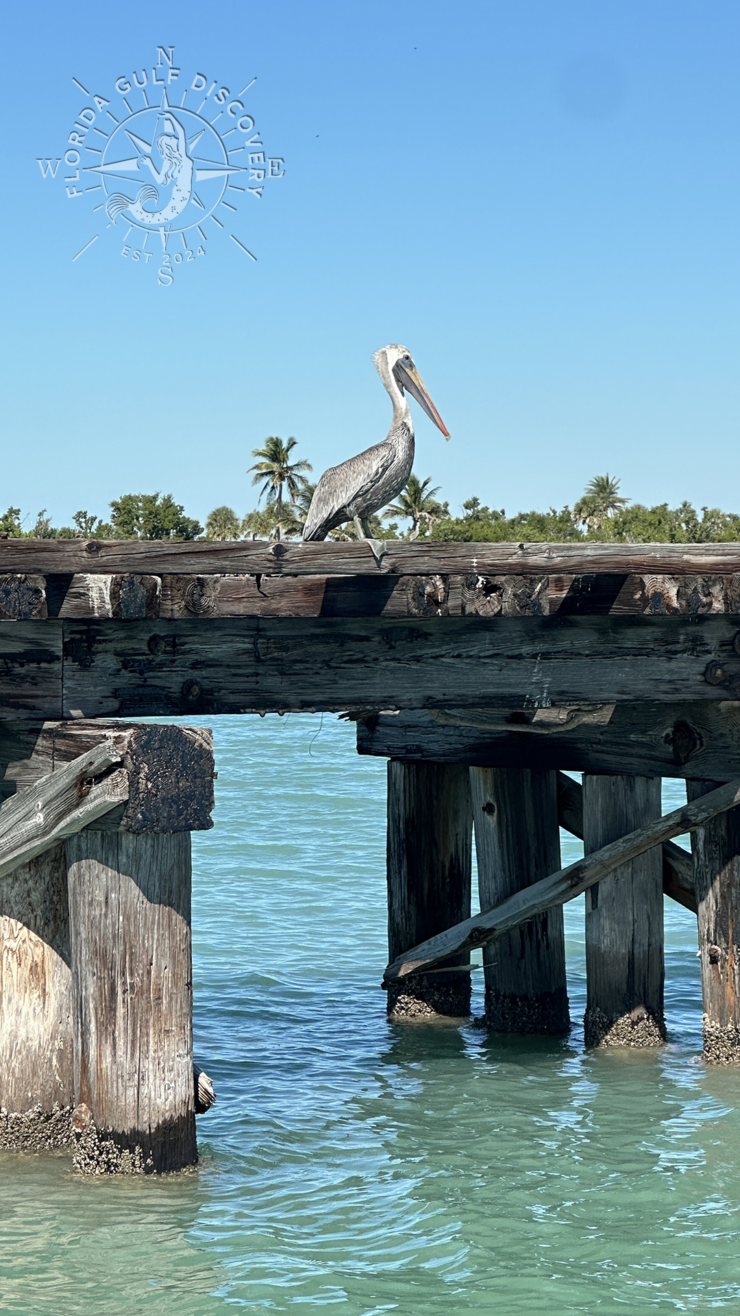 Eastern Brown Pelican at Boca Grande Trestle, Florida Gulf Discovery LLC