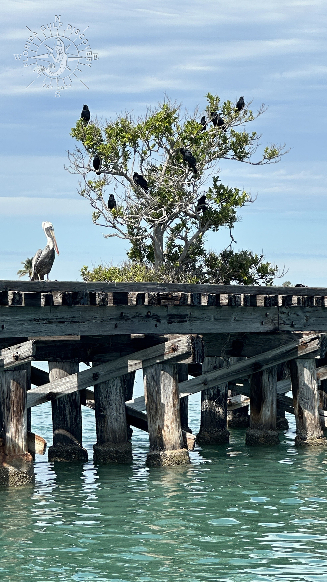 Eastern Brown Pelican with Crows on Boca Grande Trestle, Florida Gulf Discovery, LLC