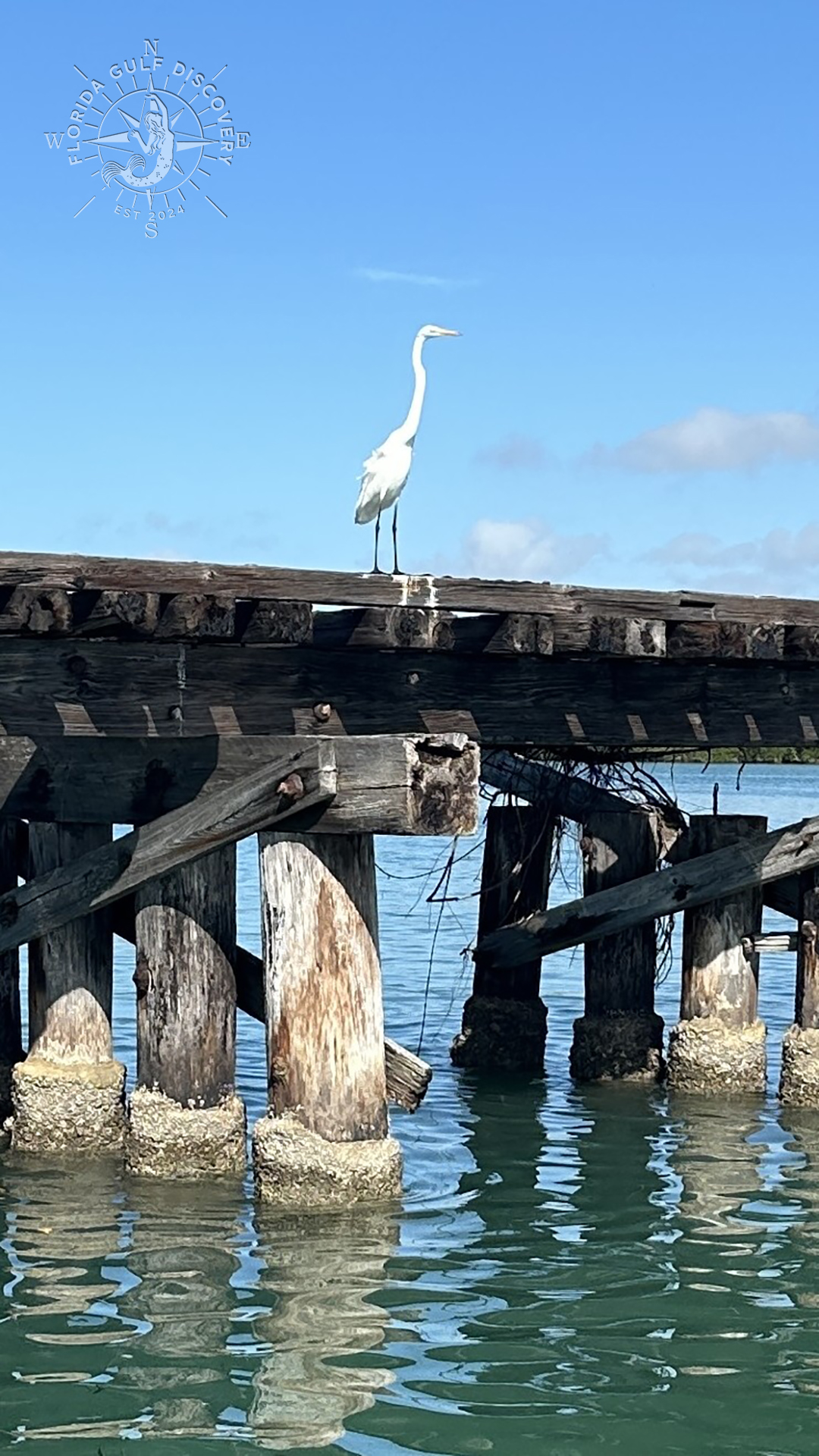 Eastern Great Egret at Boca Grande Trestle, Florida Gulf Discovery LLC
