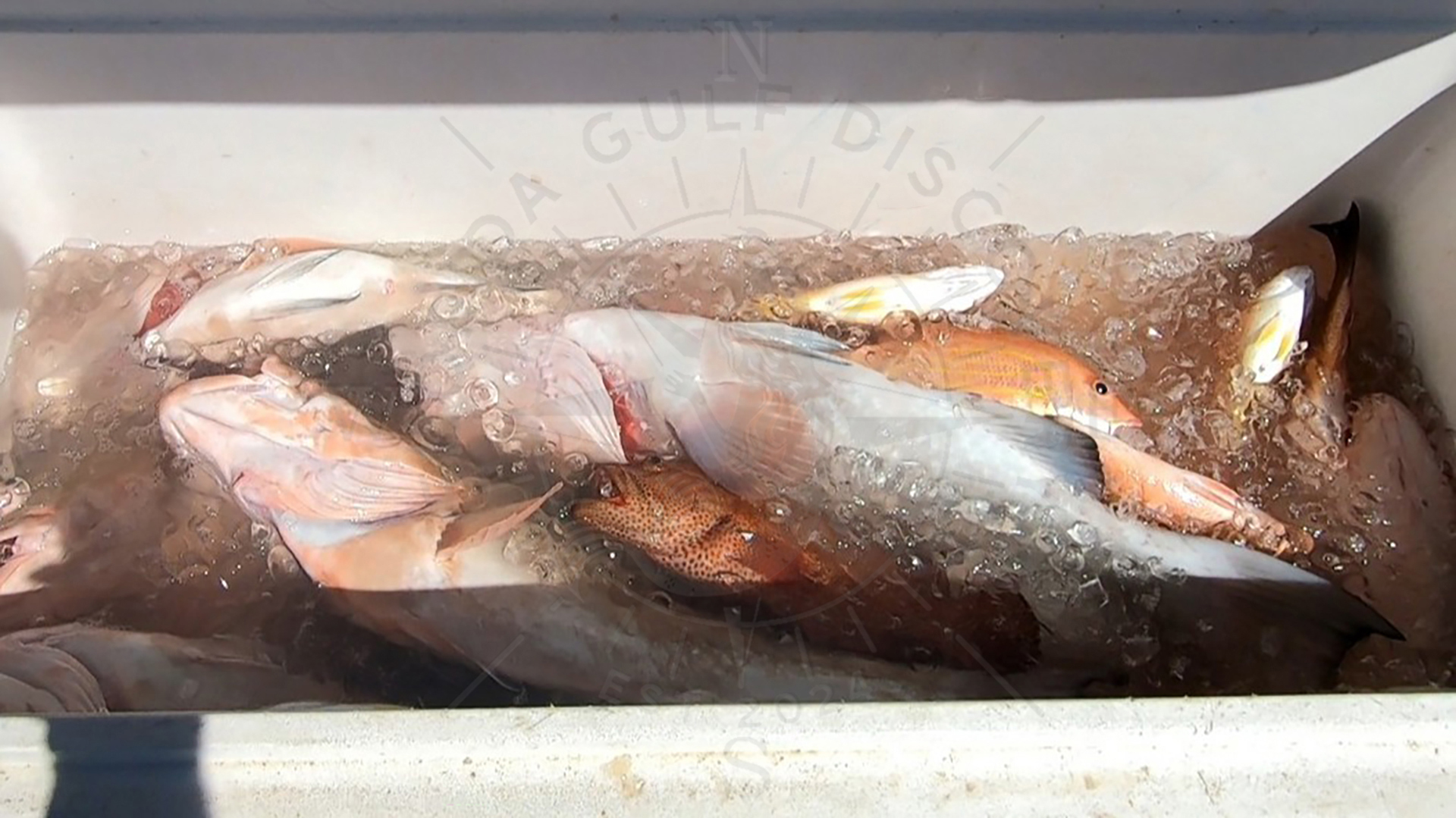 Florida Gulf Discovery LLC