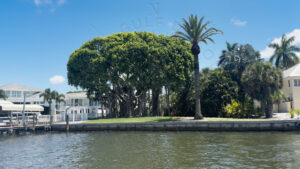 Large Banyan Tree, Cape Haze, Florida Gulf Discovery LLC