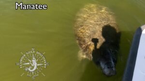 Manatee at Mondongo Island, Bokeelia, Florida Gulf Discovery LLC
