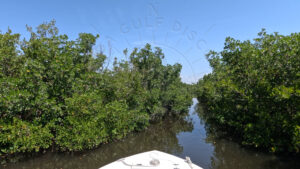 Mangrove Forests, Gasparilla Sound, Florida Gulf Discovery LLC
