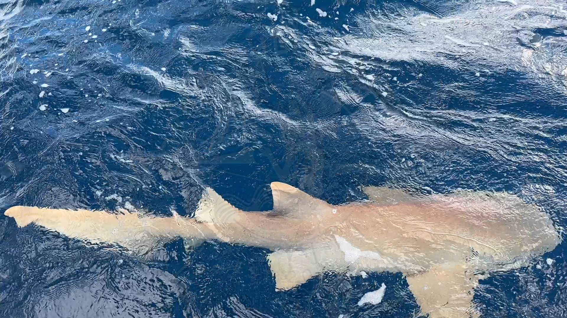 Nurse Shark 11ft, Florida Gulf Discovery LLC